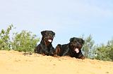 ROTTWEILER 071